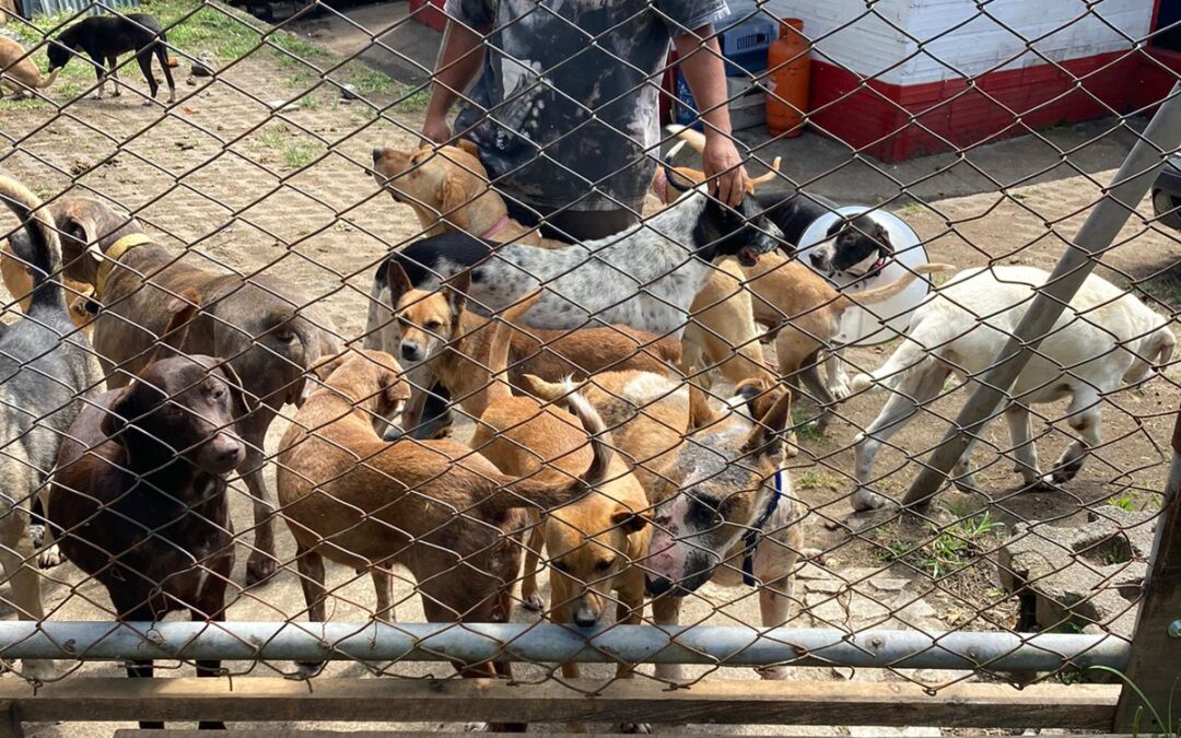 Rescatan 11 perros en mal estado en Rionegro