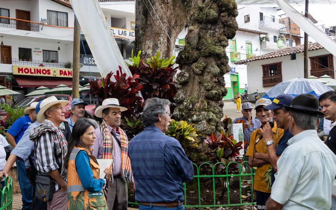 Por prevención retiran árbol en Cocorná