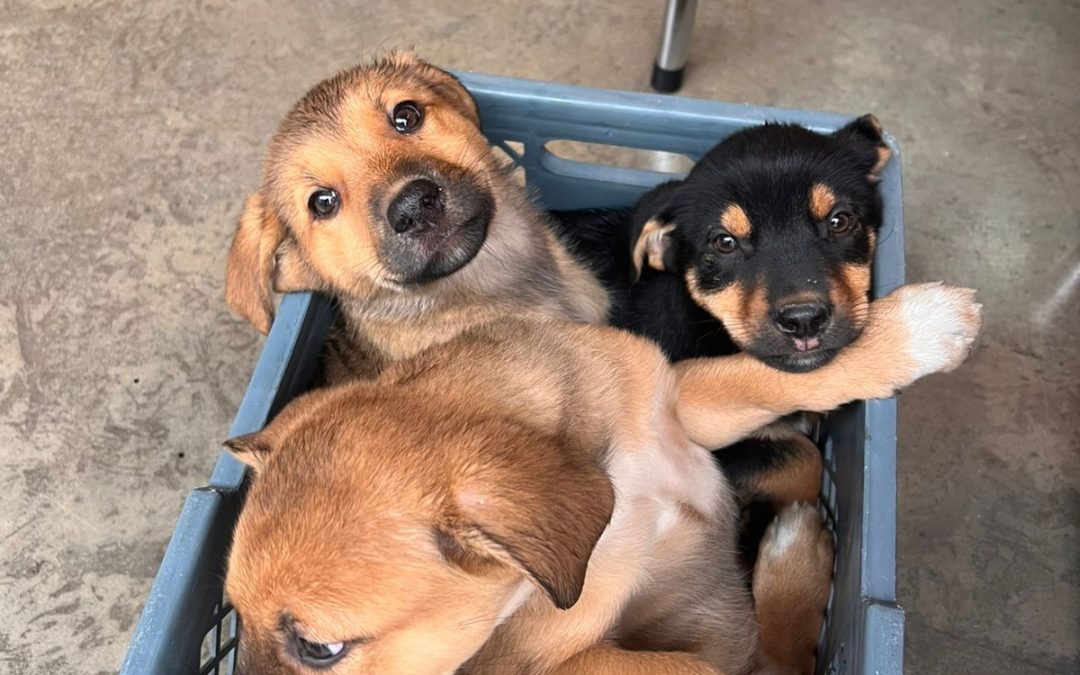 Rechazo en Rionegro por abandono de tres cachorros