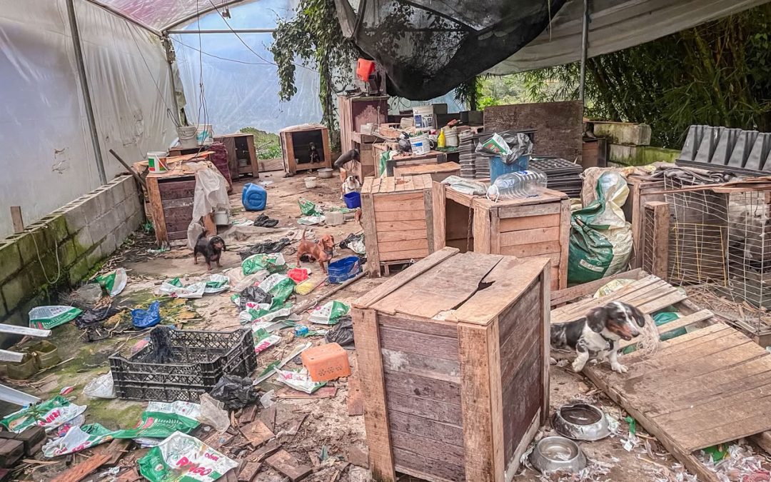 Animales rescatados de presunto criadero ilegal en Guatapé
